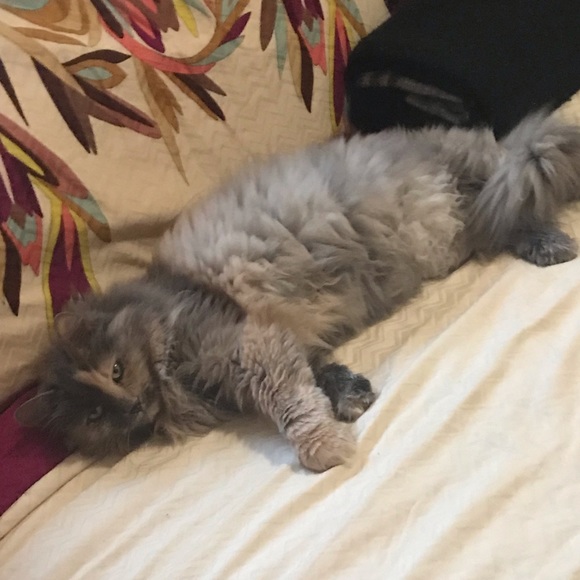 My Baby NOT FOR SALE - Picture 4 of 8